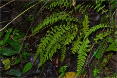 Athyrium hohenackerianum